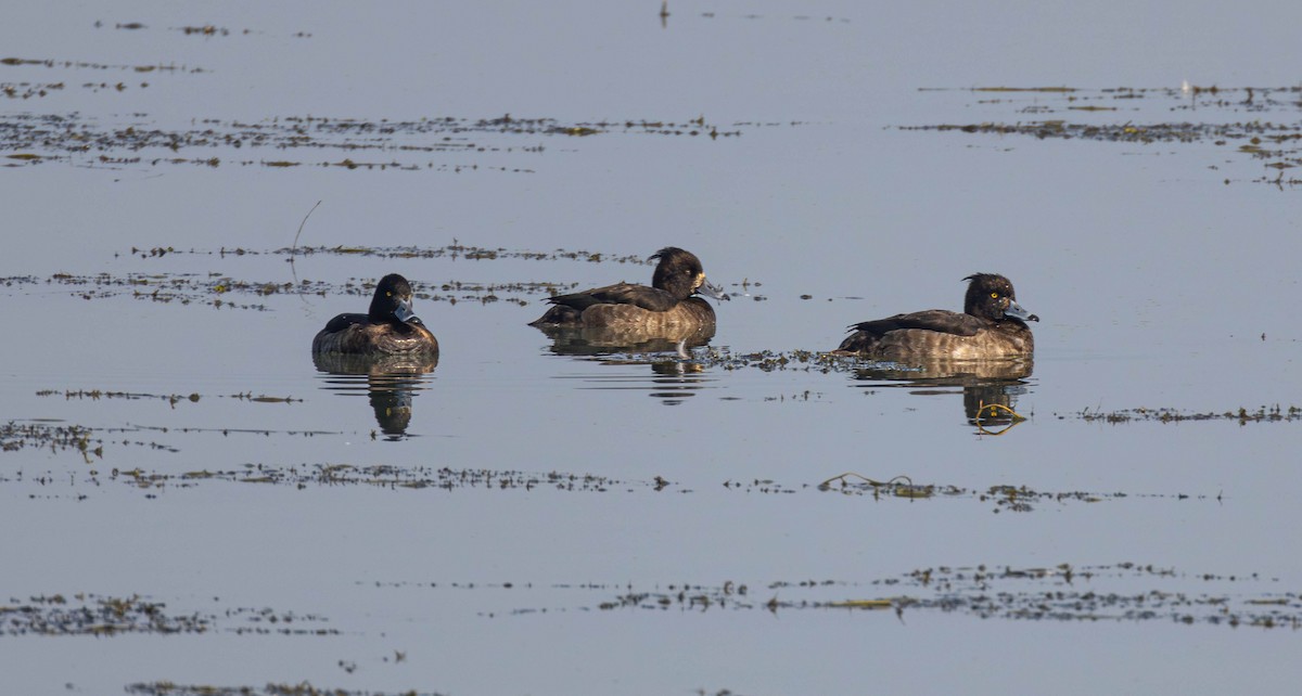 Tufted Duck - ML645647777