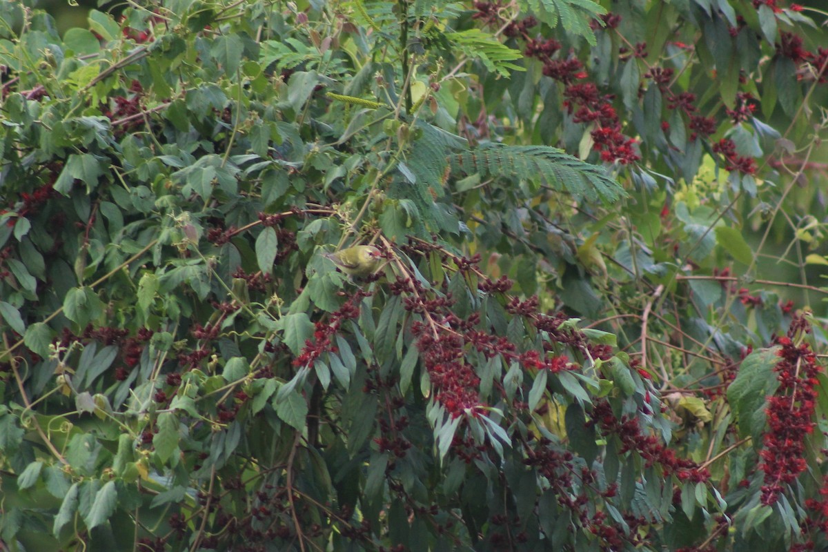 Tennessee Warbler - ML645647781