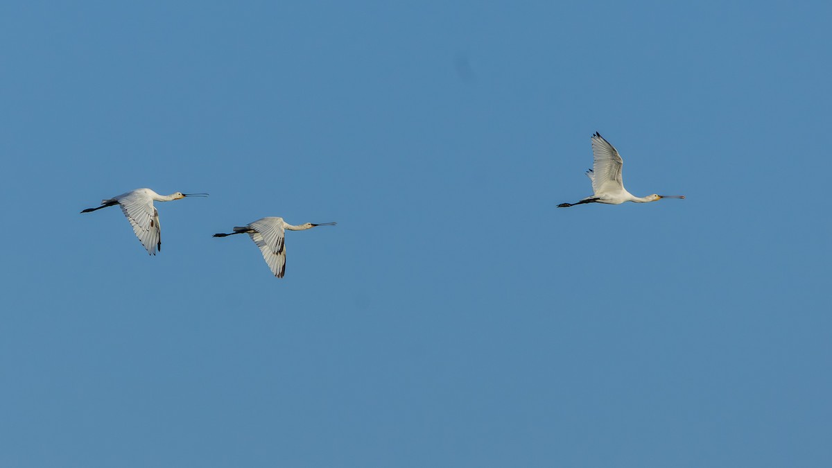 Eurasian Spoonbill - ML645647789