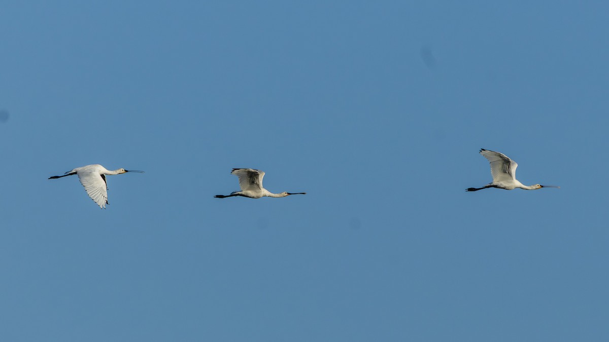 Eurasian Spoonbill - ML645647793