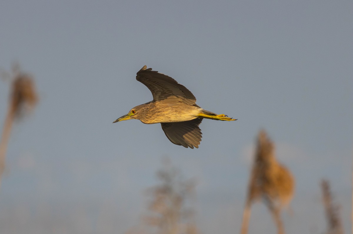 Black-crowned Night Heron - ML645647794