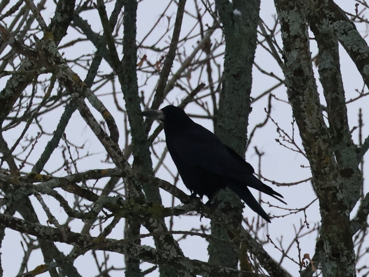 Ekin Kargası - ML645647797