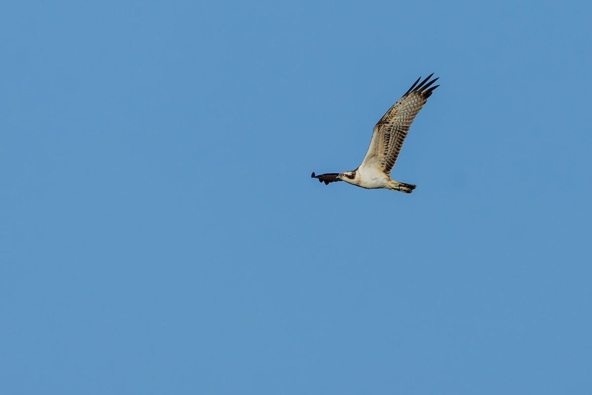 Osprey - ML645647798