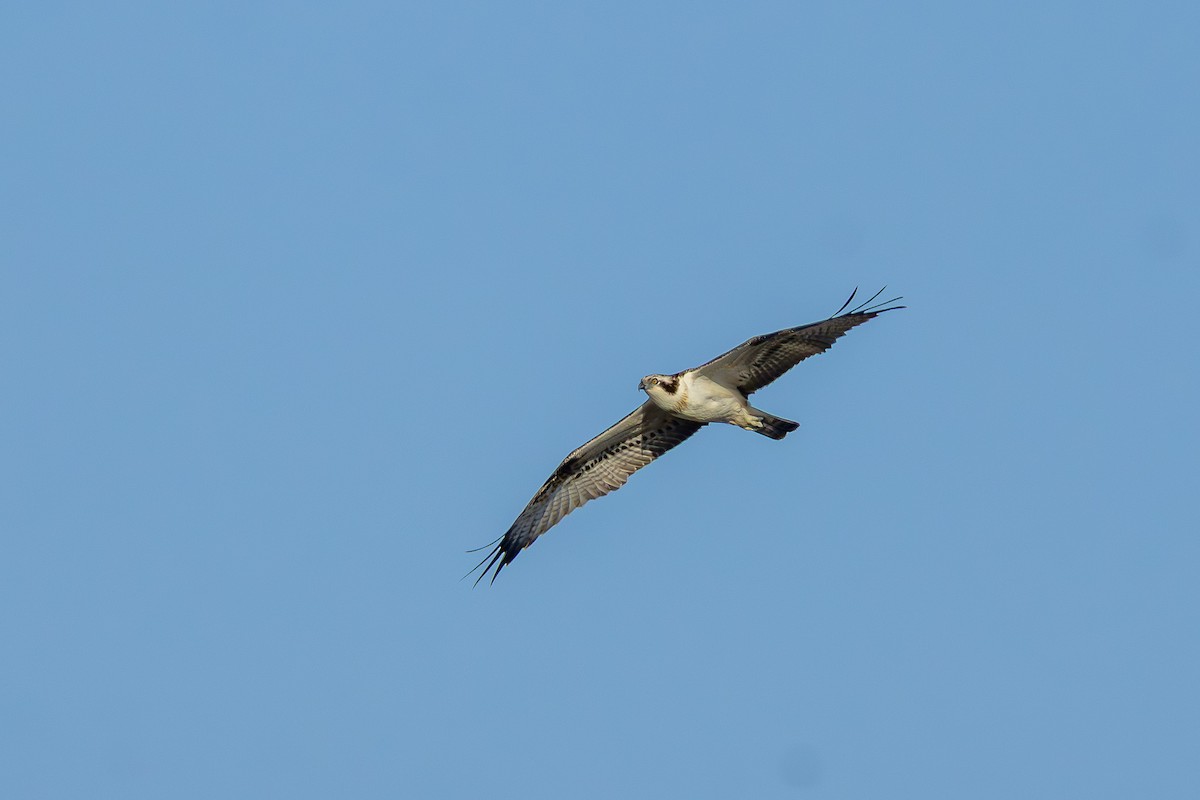 Osprey - ML645647799