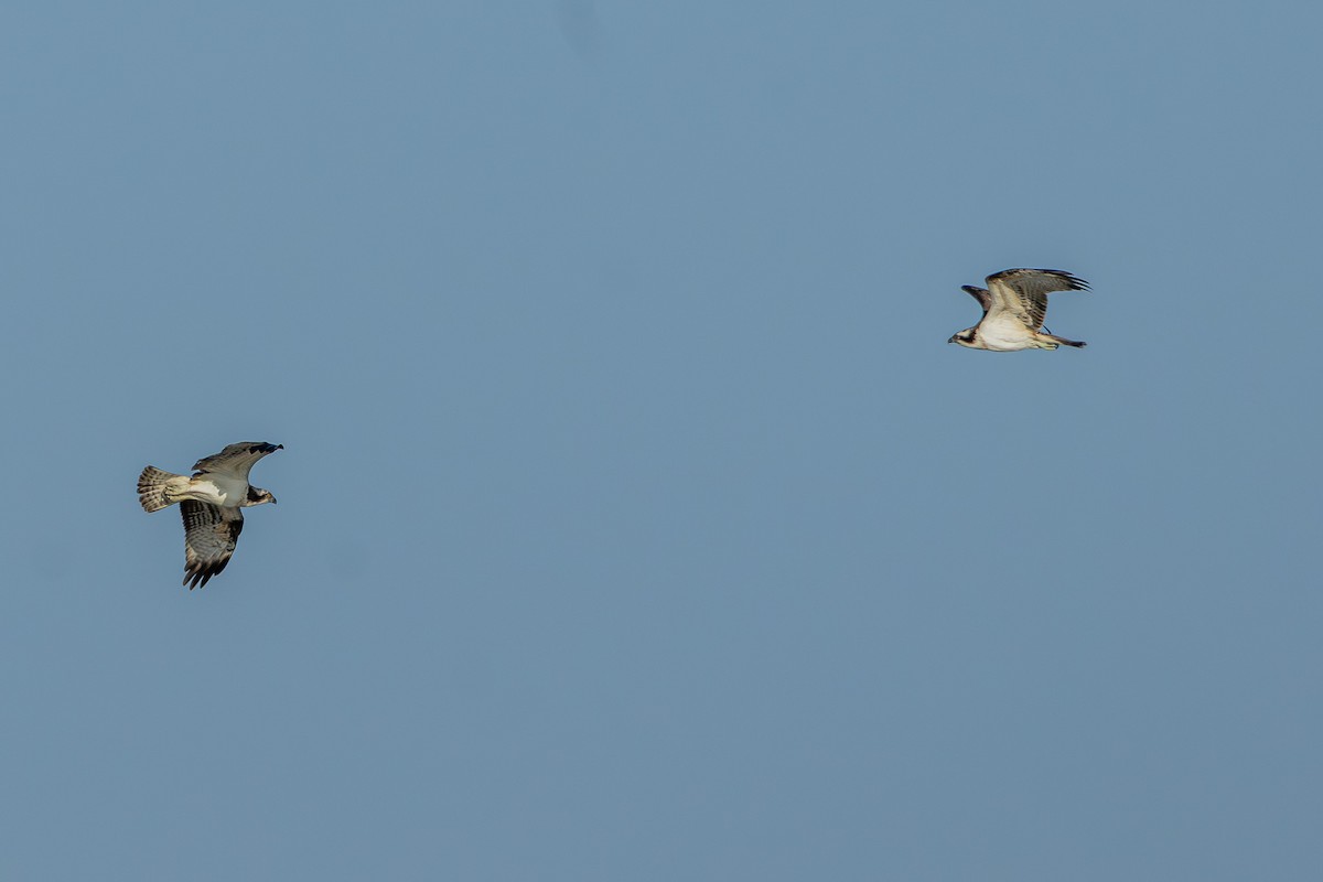 Osprey - ML645647801