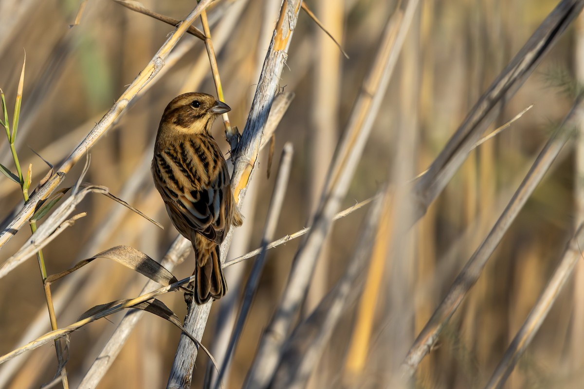 Reed Bunting - ML645647804