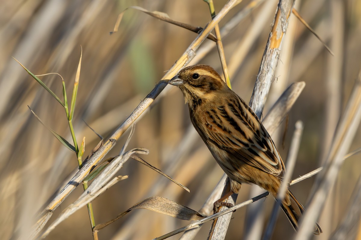 Reed Bunting - ML645647805