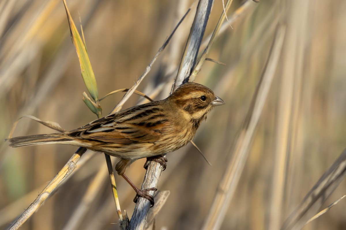 Reed Bunting - ML645647806