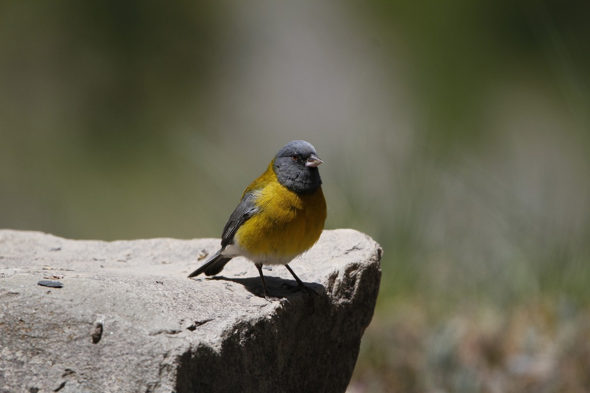 Gray-hooded Sierra Finch - ML645647815