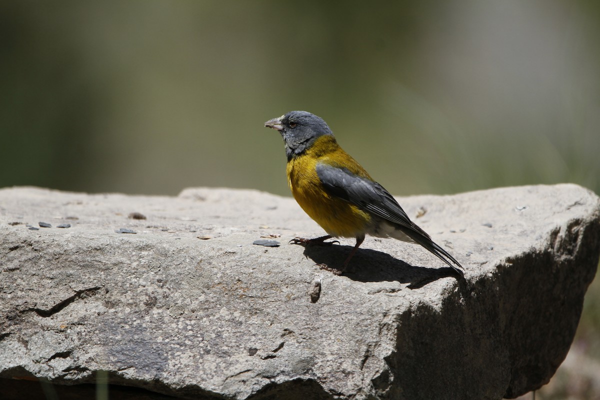 Gray-hooded Sierra Finch - ML645647816