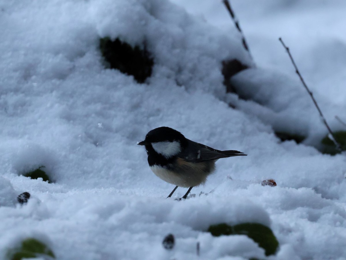 ירגזי שחור - ML645647831