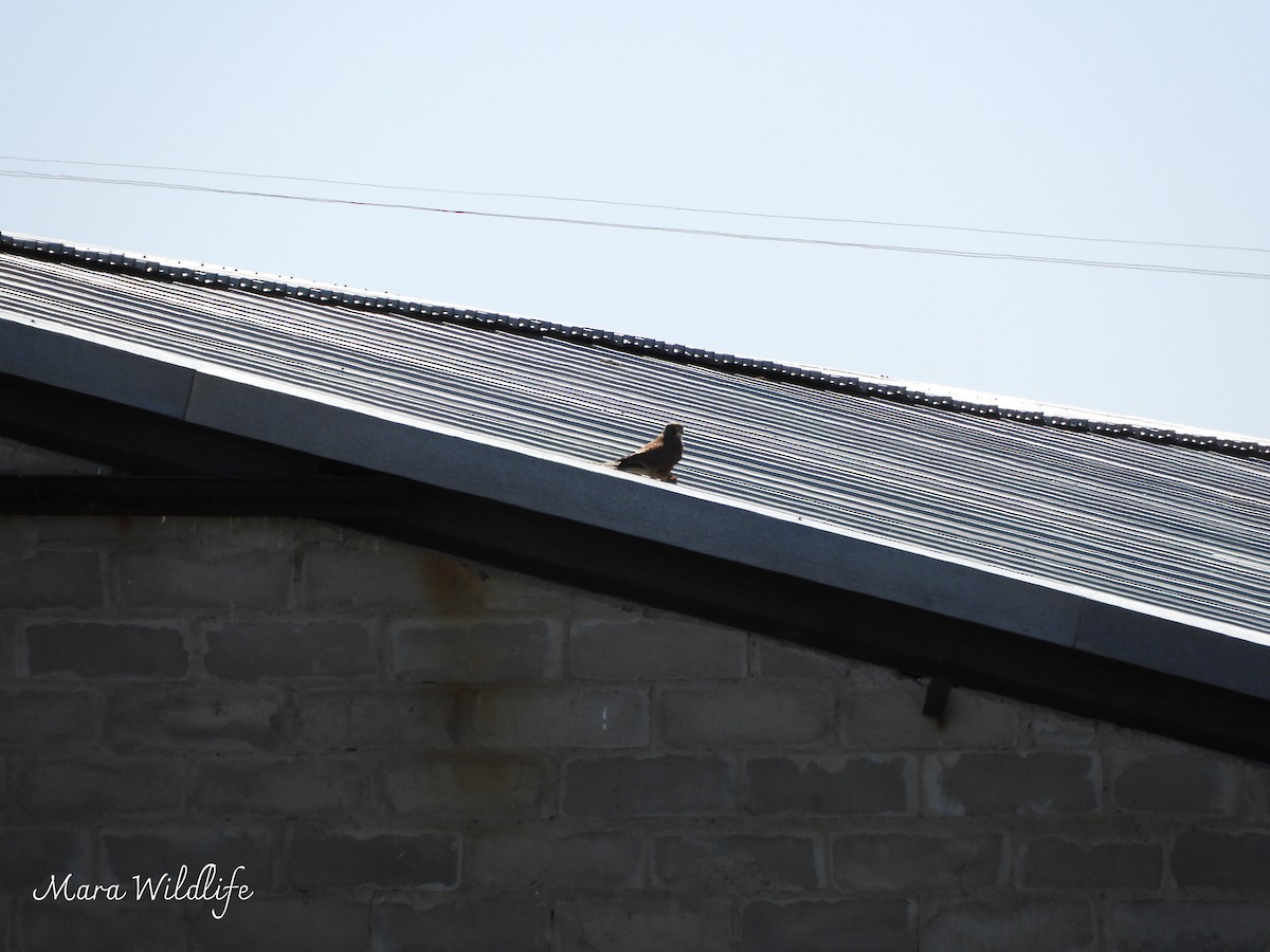 Rock Kestrel - ML645647834