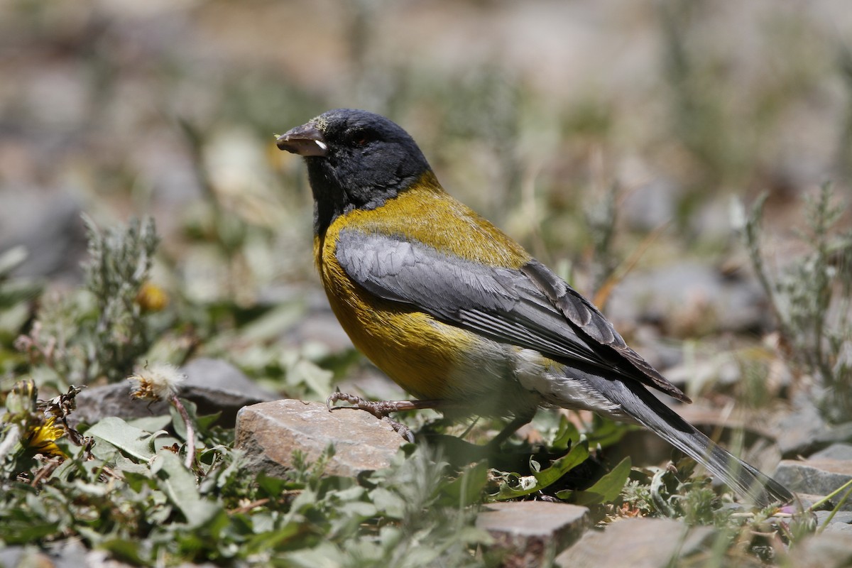 Gray-hooded Sierra Finch - ML645647844