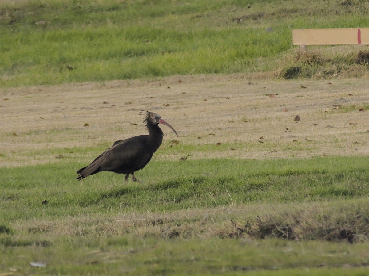 ibis skalní - ML645647852