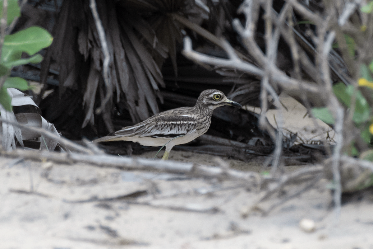 dytík indický - ML645647857