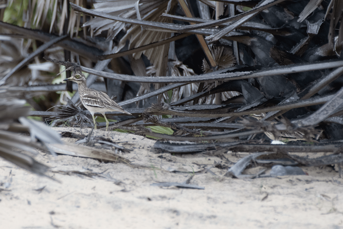 dytík indický - ML645647858