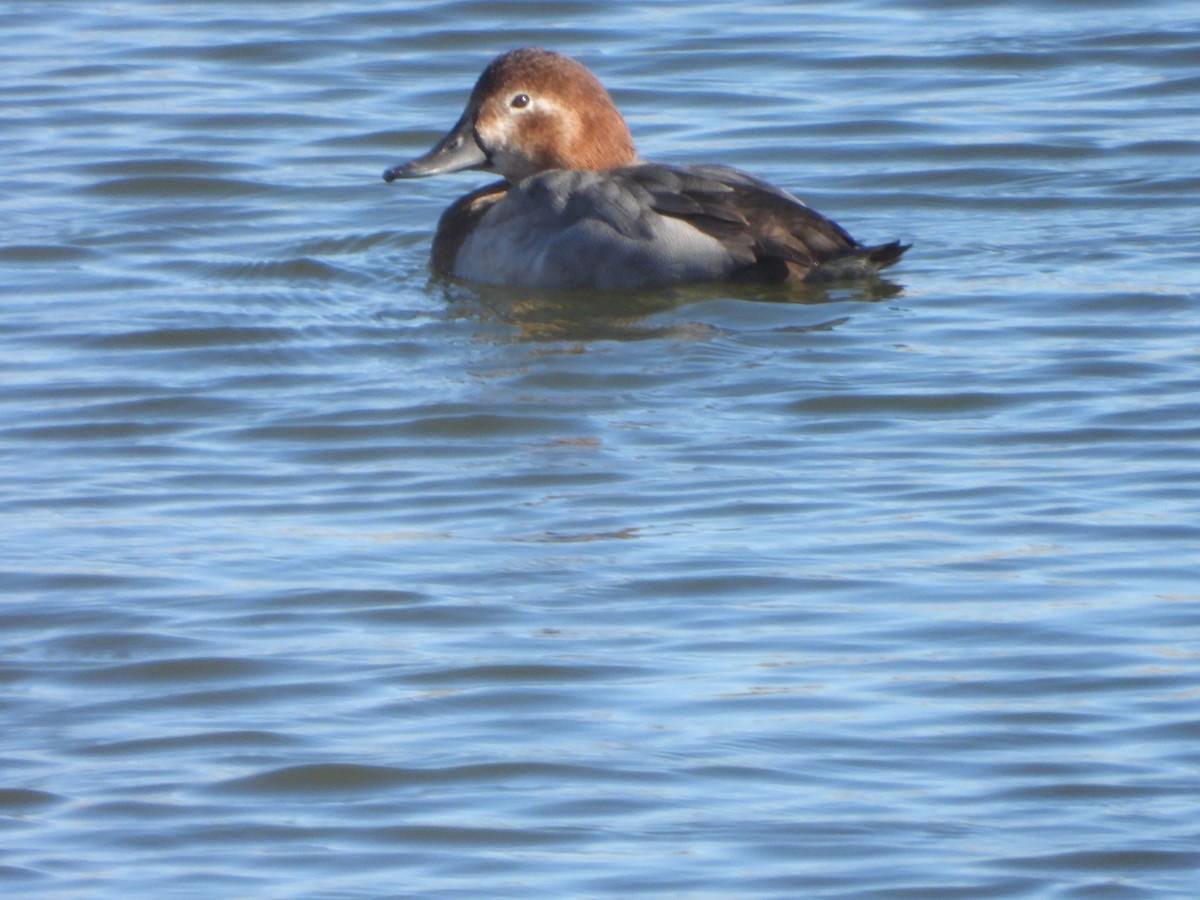 Common Pochard - ML645647859