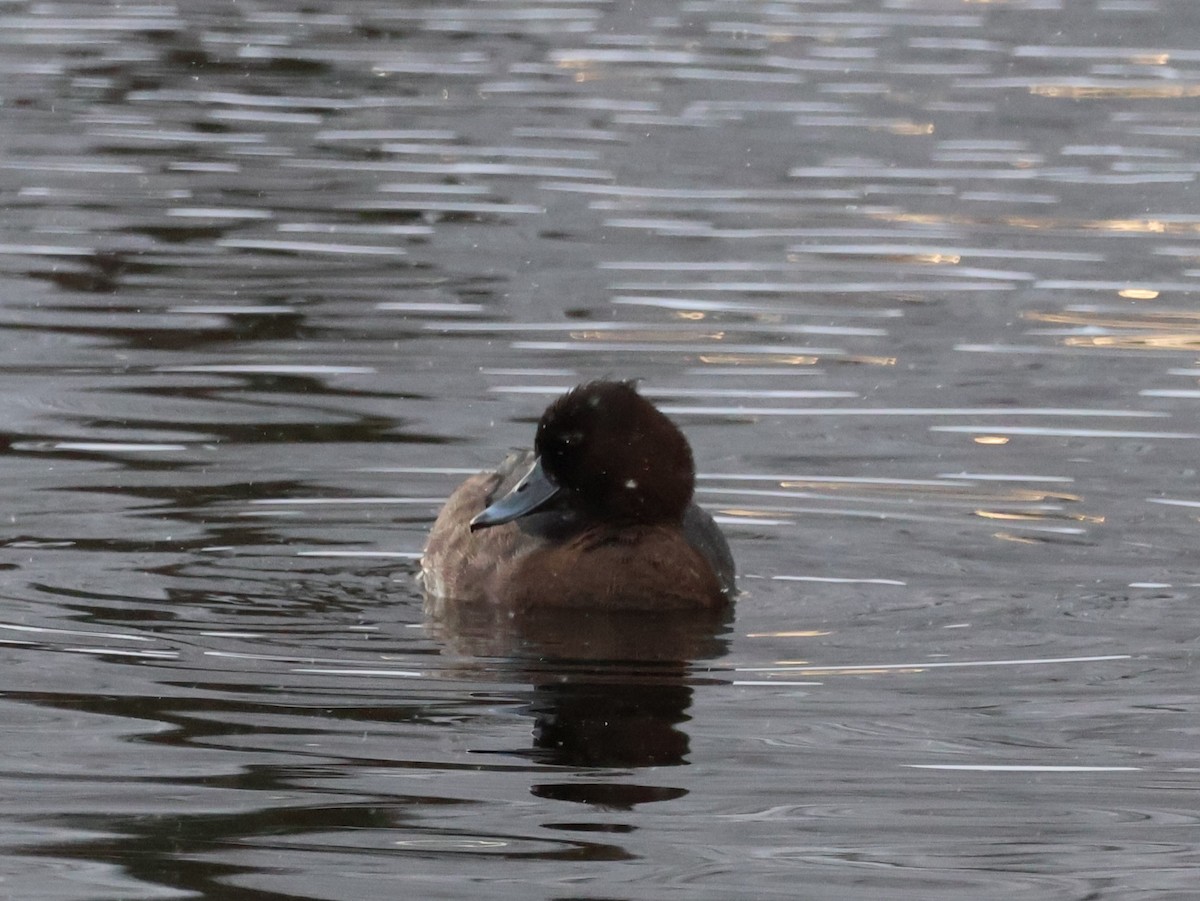 Tufted Duck - ML645647862