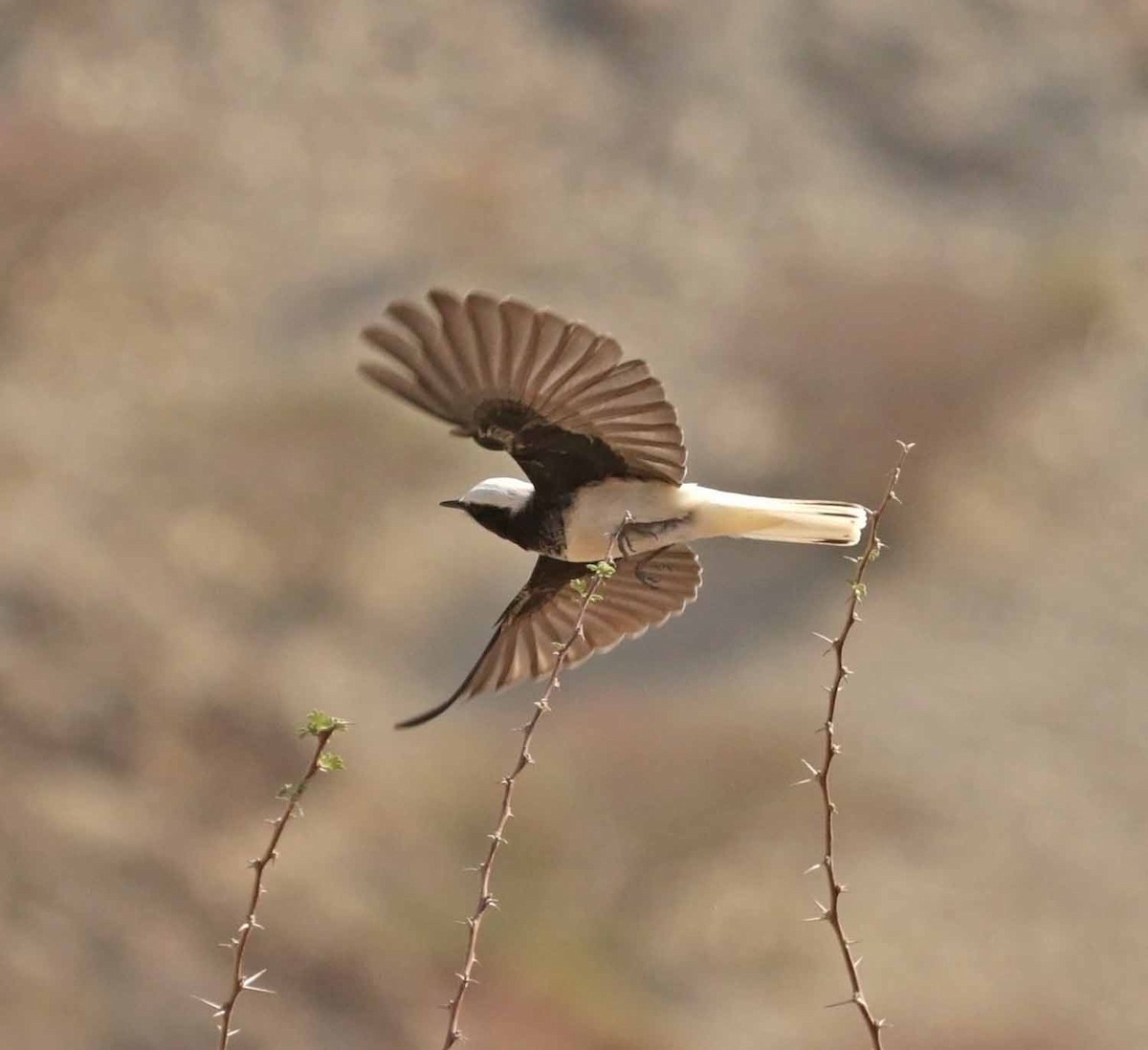 סלעית נזירה - ML645647870