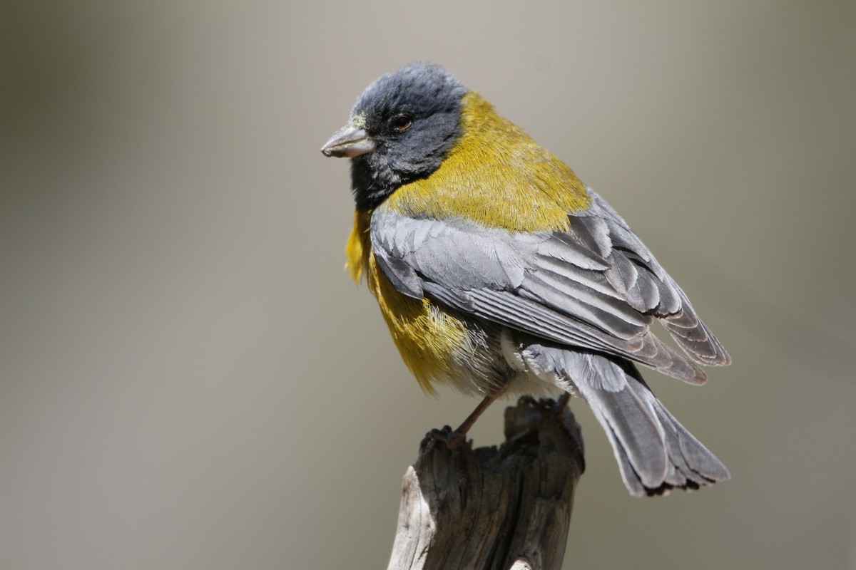 Gray-hooded Sierra Finch - ML645647871