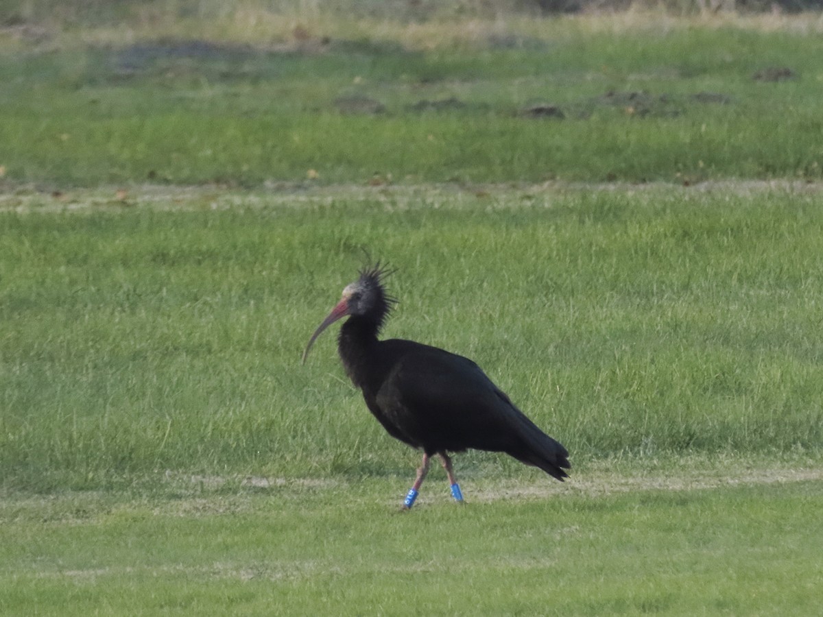 ibis skalní - ML645647874