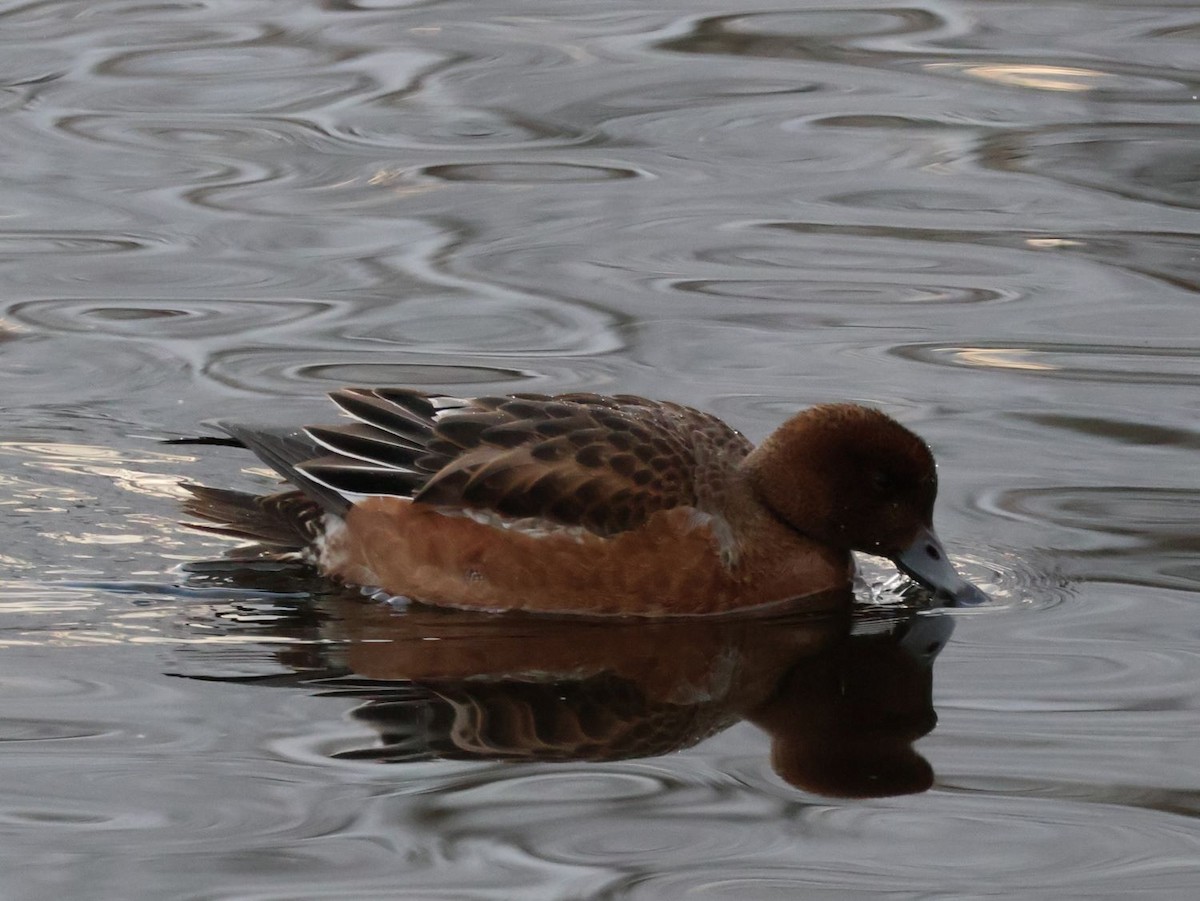 ברווז צהוב-מצח - ML645647875