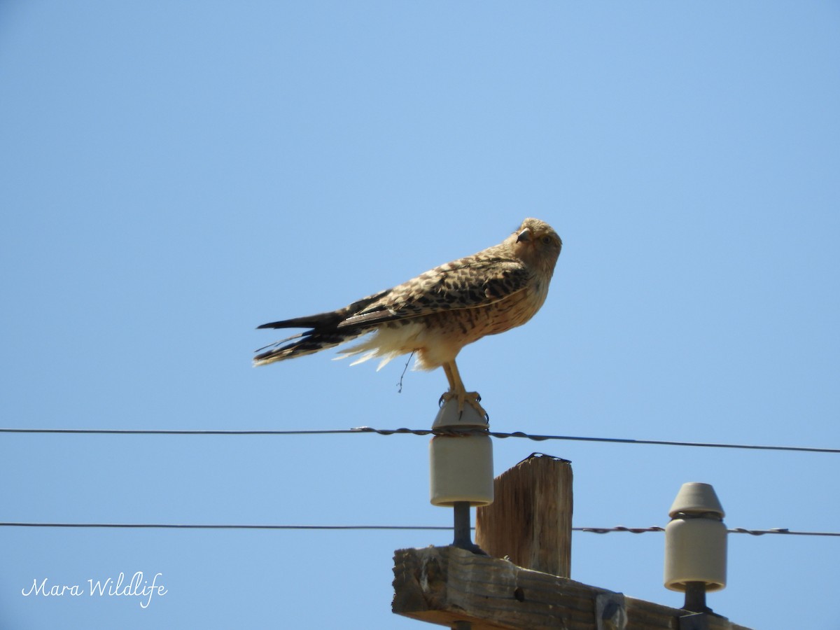 Cernícalo Ojiblanco - ML645647879