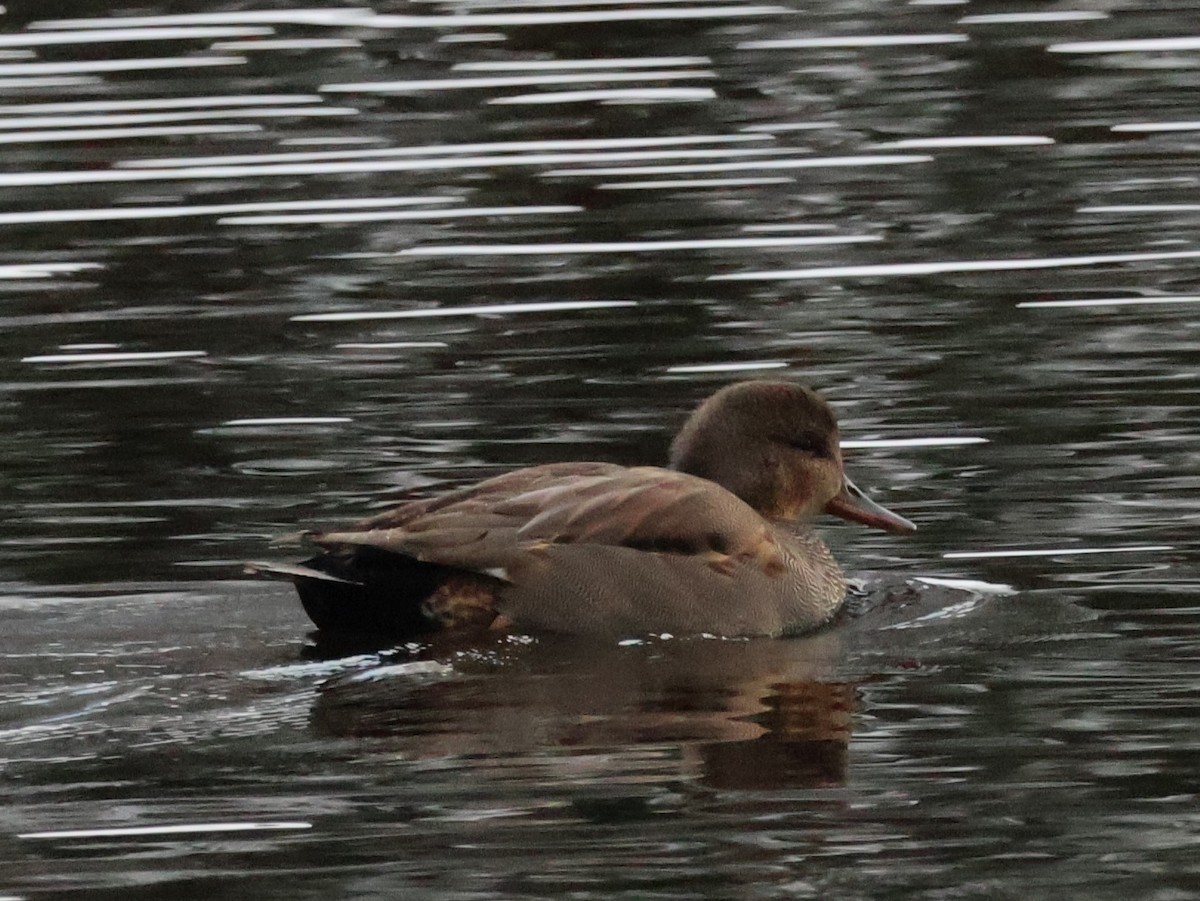 ברווז אפור - ML645647882