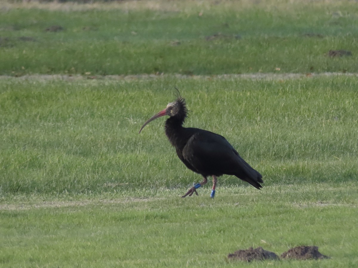 ibis skalní - ML645647885