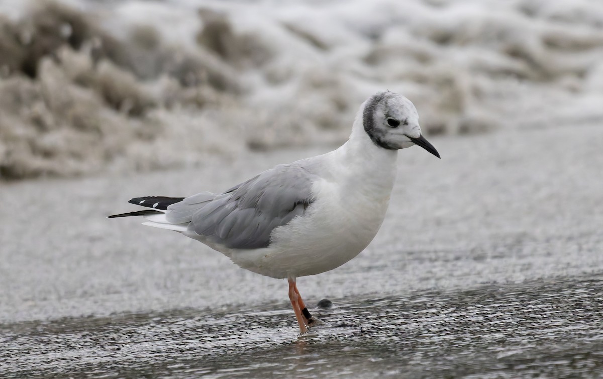 Bonaparte's Gull - ML645647905