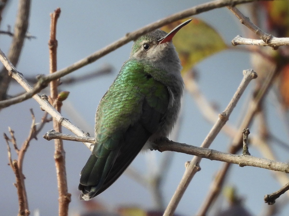 Broad-billed Hummingbird - ML645647911