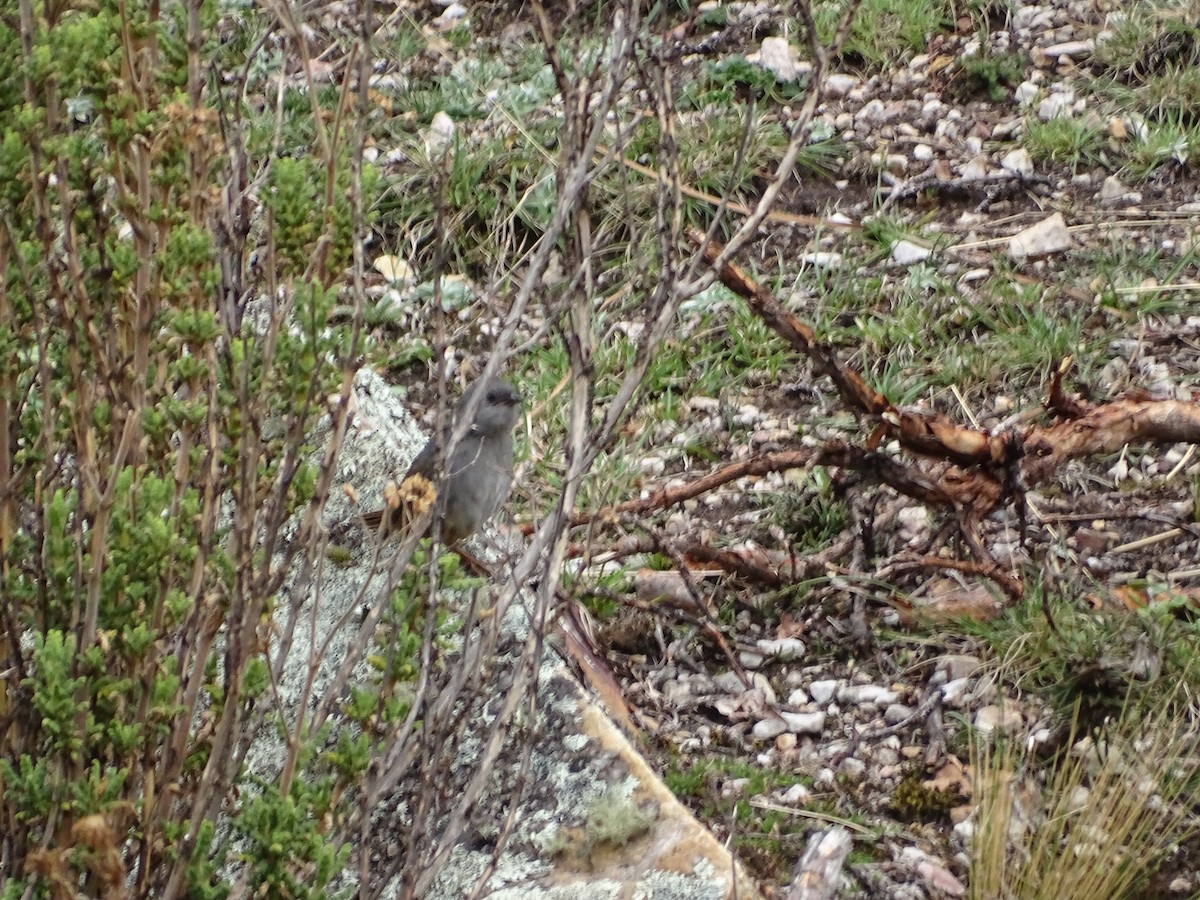 Ancash Tapaculo - ML645647912
