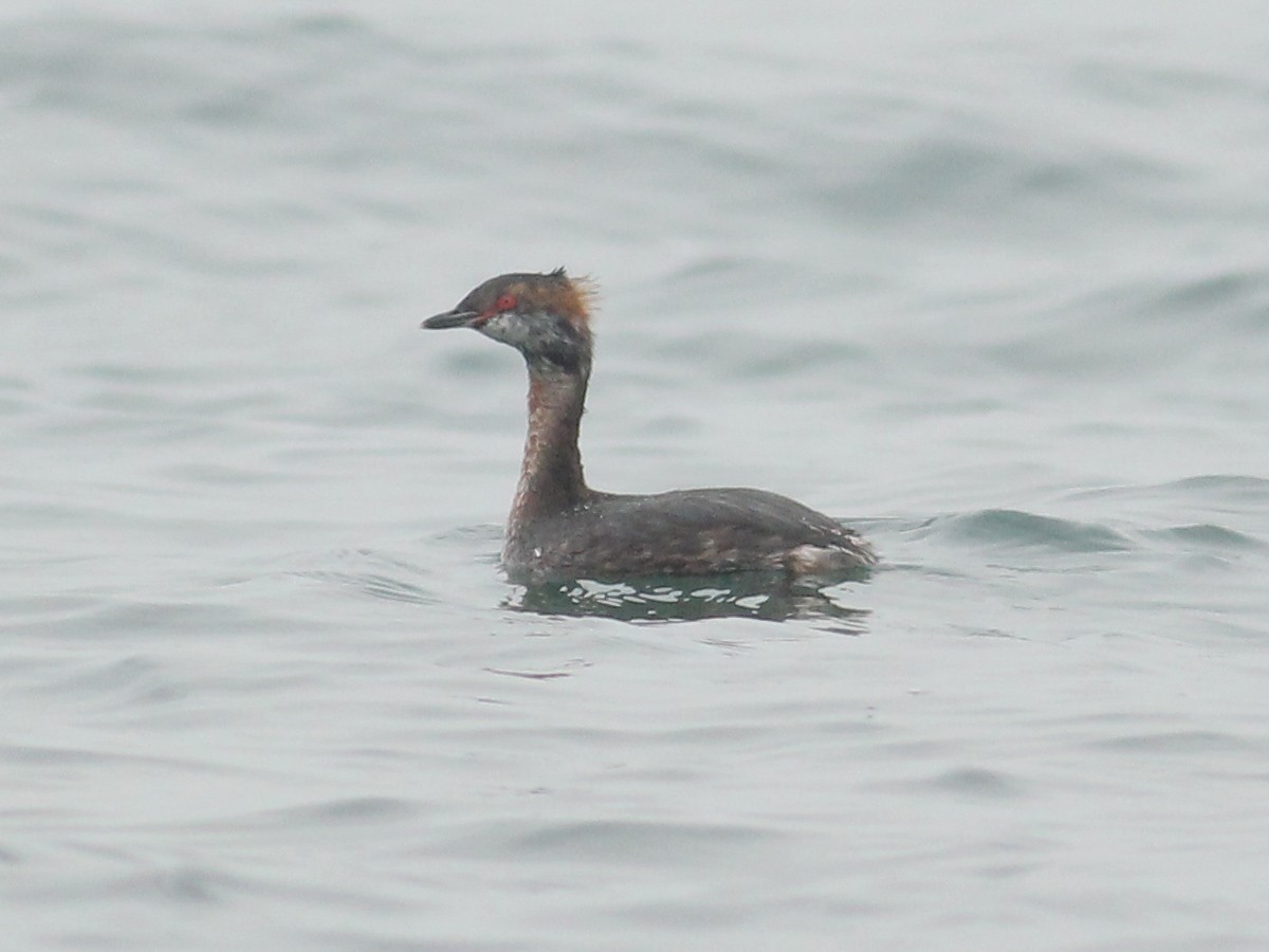 Красношейная поганка - ML645647914