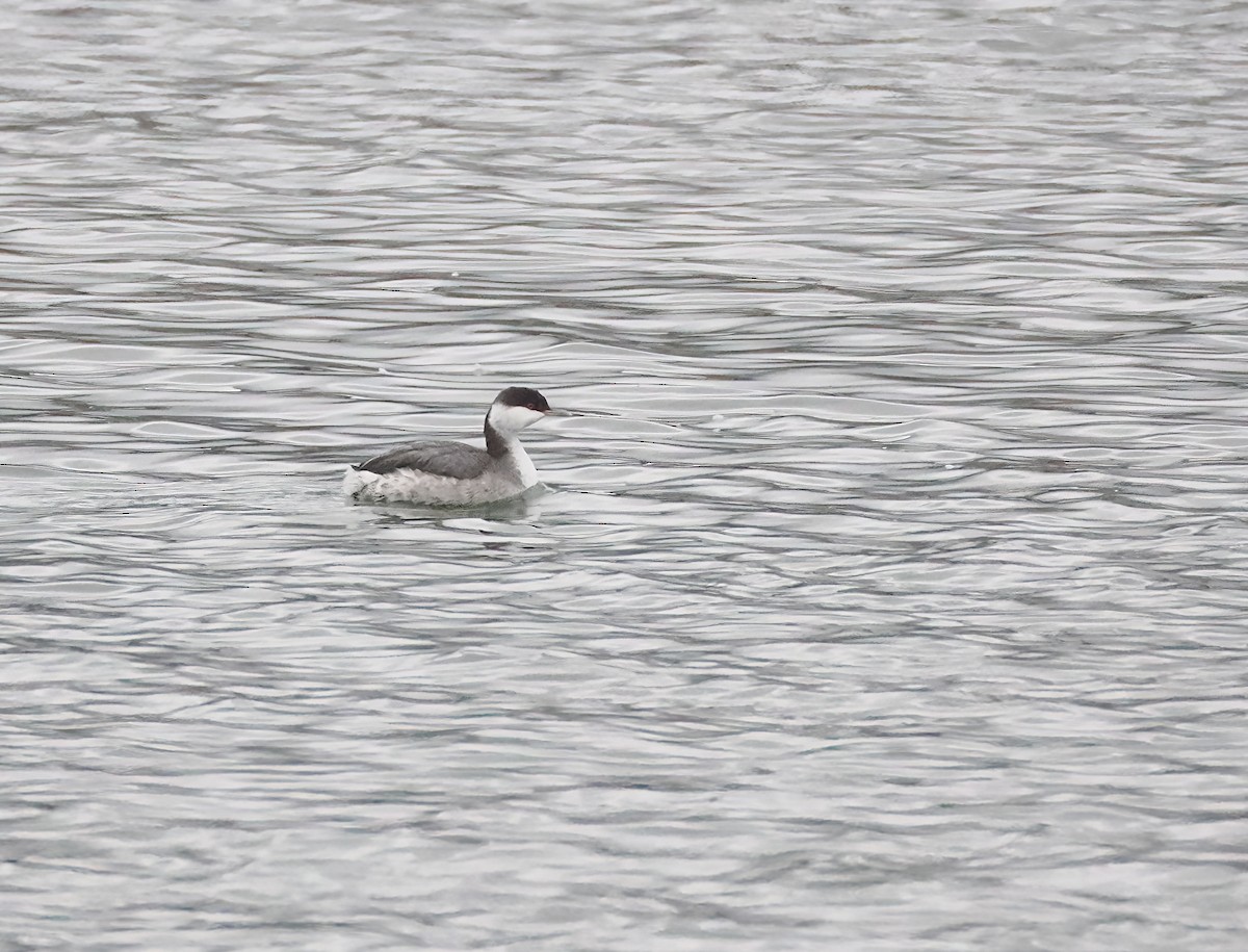 Красношейная поганка - ML645647915