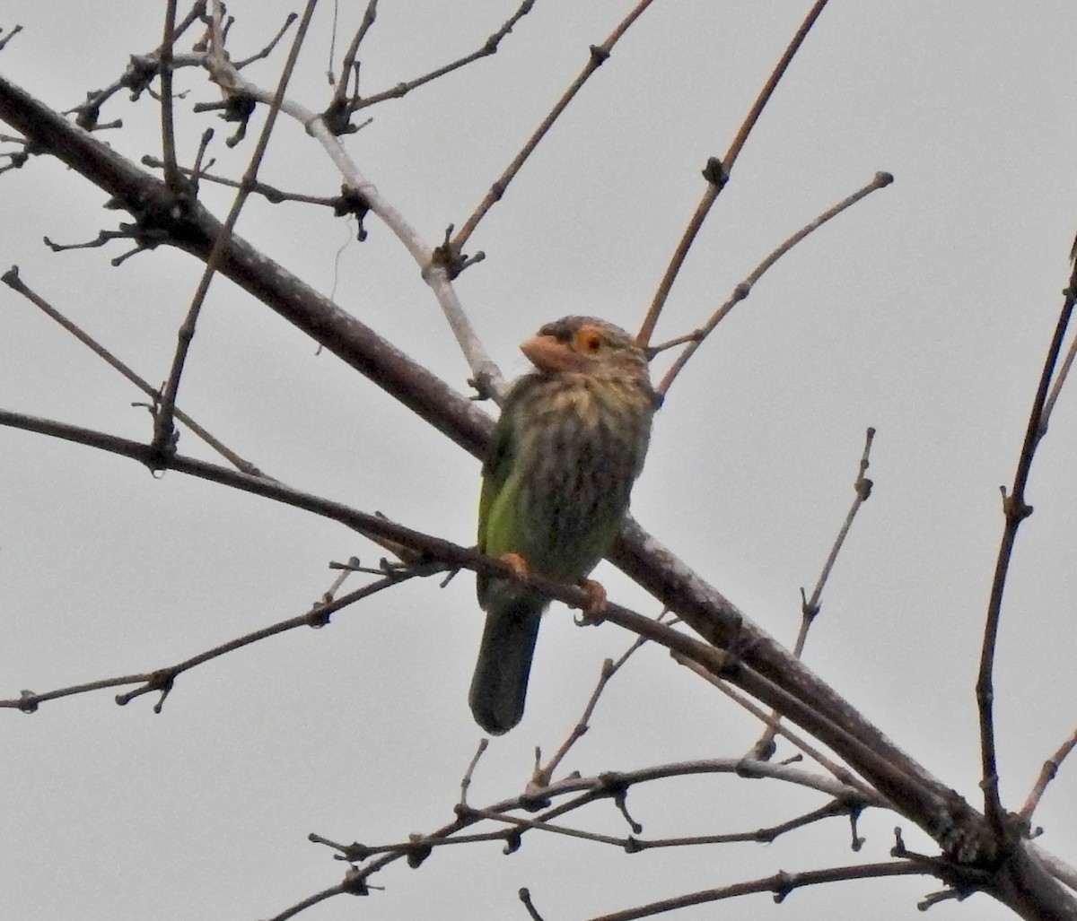 Lineated Barbet - ML645647920