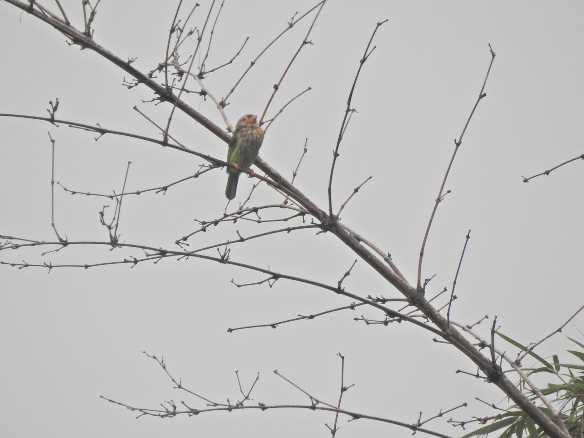 Lineated Barbet - ML645647921