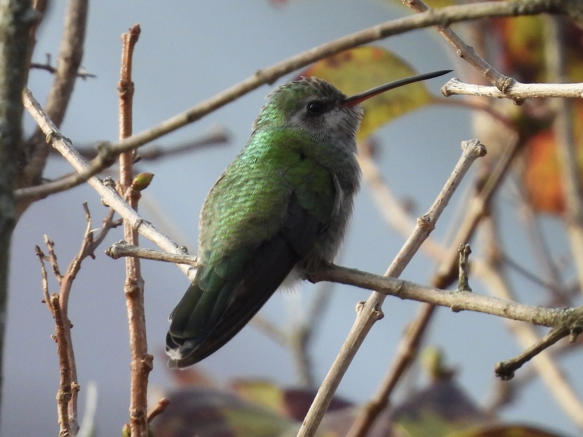 Broad-billed Hummingbird - ML645647922