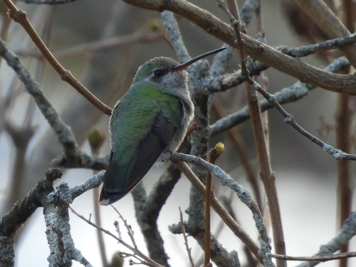 Broad-billed Hummingbird - ML645647923