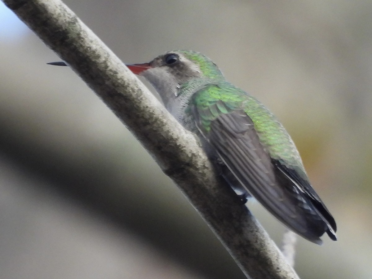 Broad-billed Hummingbird - ML645647924