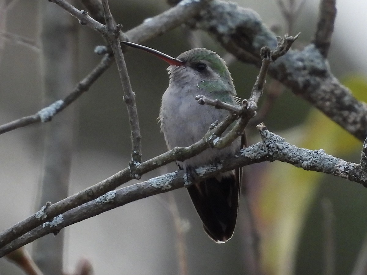 Broad-billed Hummingbird - ML645647925