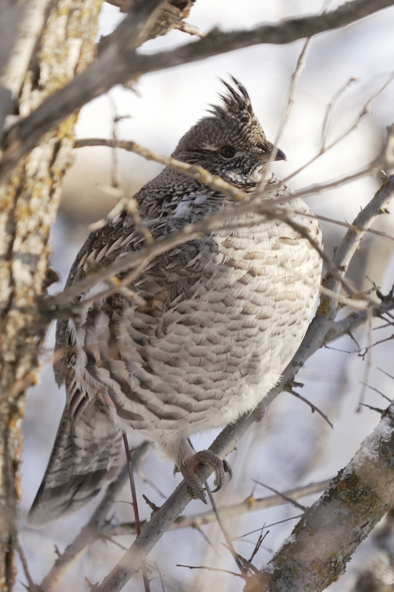Ruffed Grouse - ML645647930