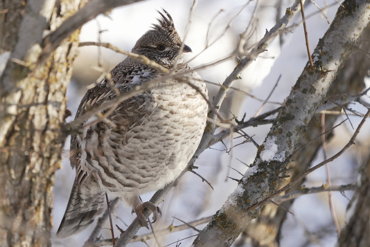 Ruffed Grouse - ML645647932