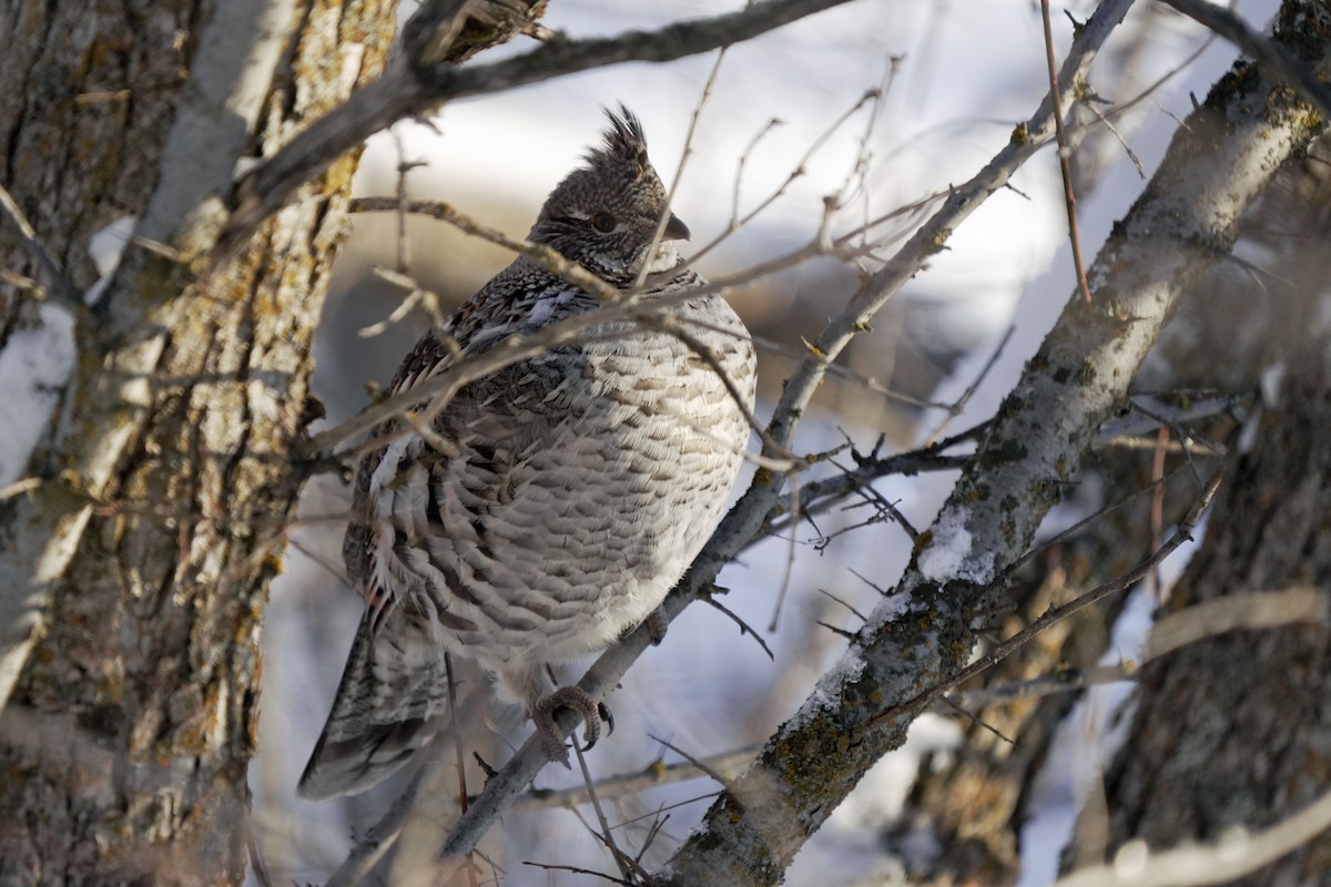 Ruffed Grouse - ML645647933