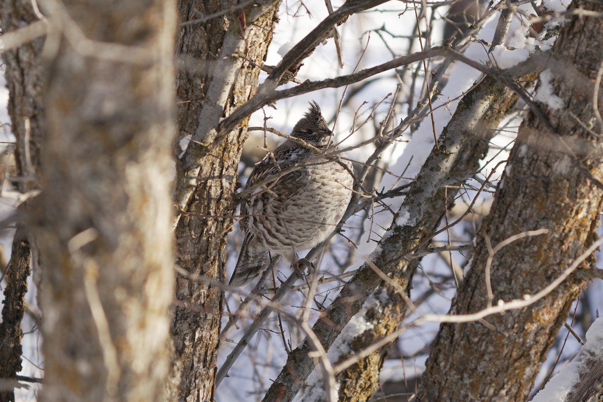 Ruffed Grouse - ML645647934