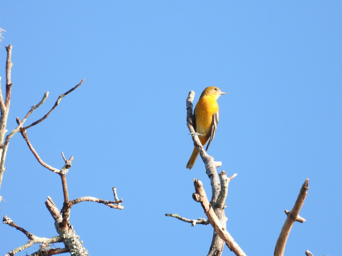 Балтиморский трупиал - ML645647937