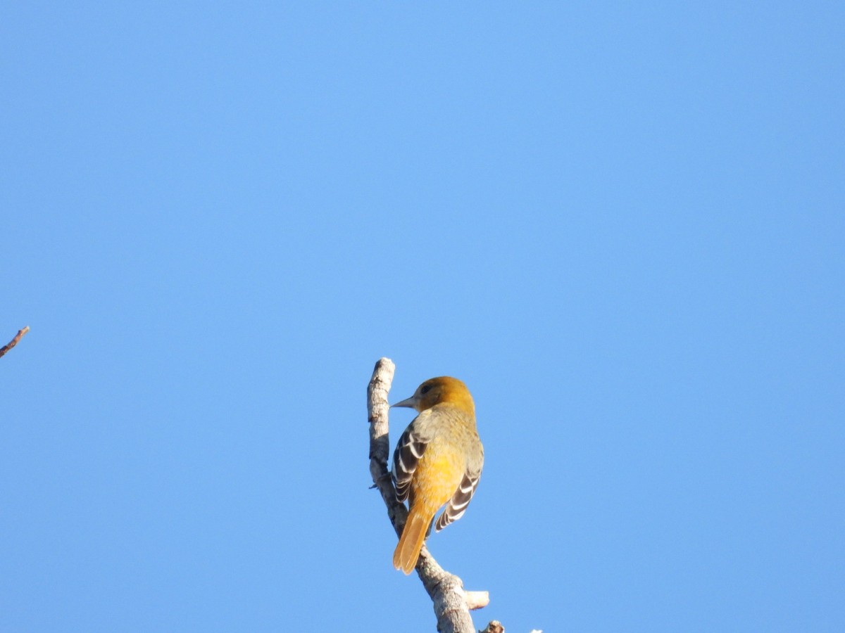 Балтиморский трупиал - ML645647938