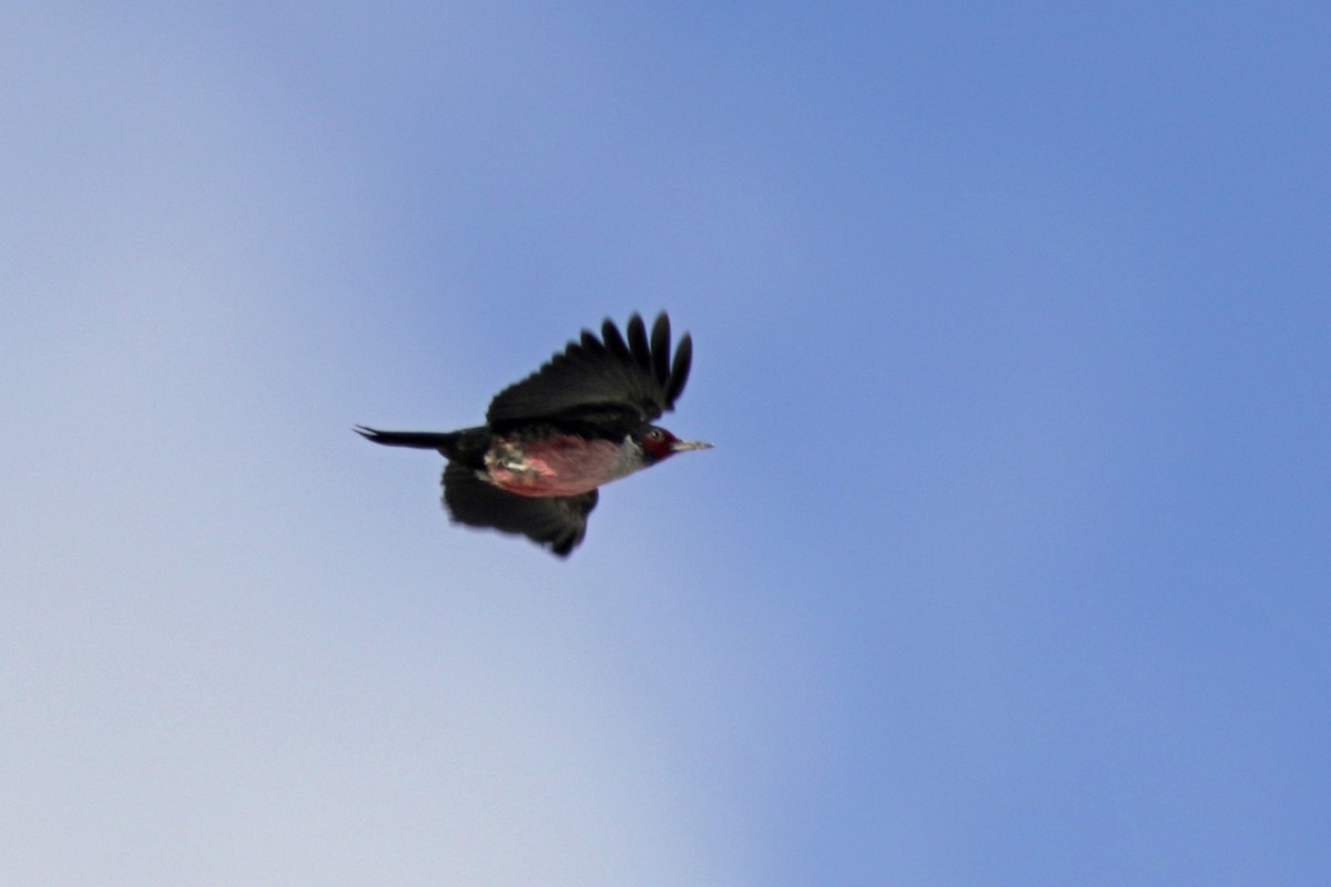 Lewis's Woodpecker - ML645647952