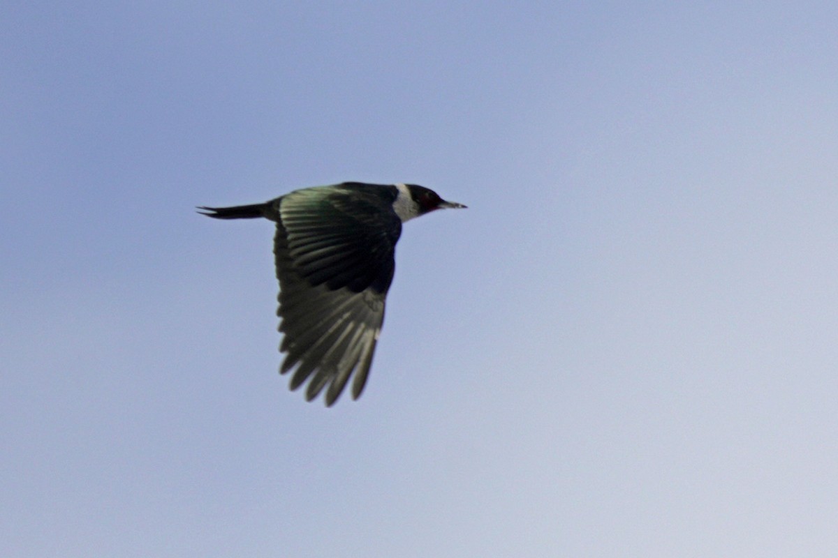 Lewis's Woodpecker - ML645647956