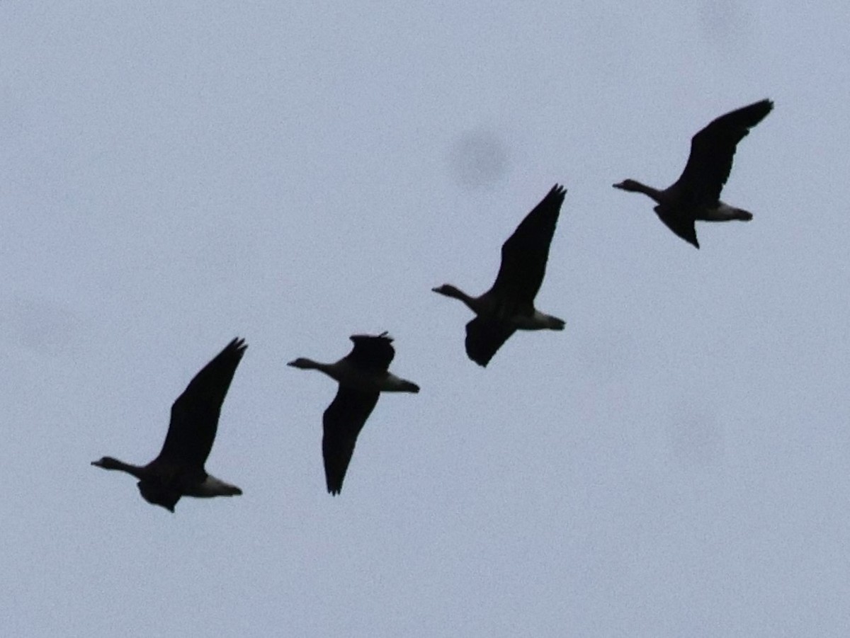 אווז לבן-מצח - ML645647971