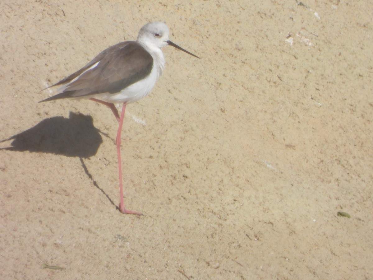 Zankaluze eurasiarra - ML645647972